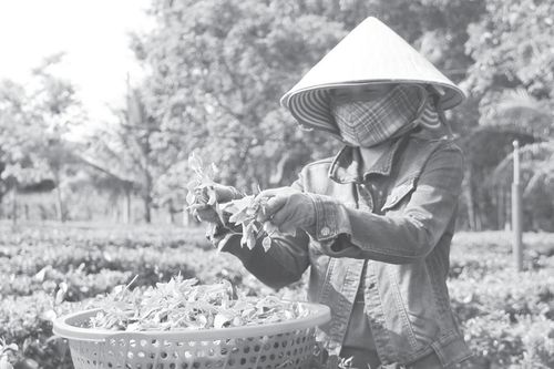 Nỗ lực đưa danh trà Gò Loi vươn xa