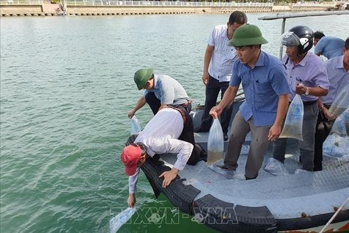 Thả trên 1,3 triệu con cá, tôm tái tạo nguồn lợi thủy sản