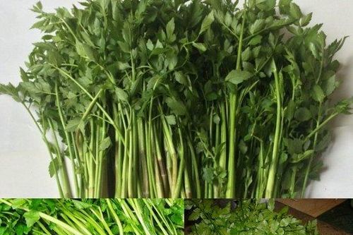 Những người tuyệt đối không được ăn rau cần