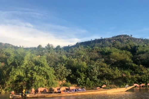 Xuyên đêm ngăn chặn nạn vận chuyển lợn lậu qua sông Sê Pôn