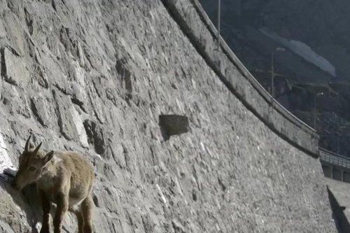 Clip: Đàn dê có khả năng leo núi cực đỉnh, thách thức cả 'tử thần'