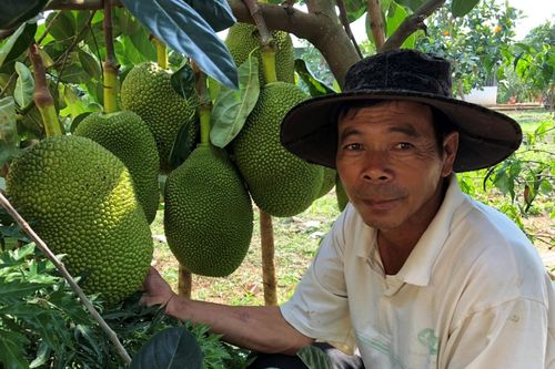 Biến đất cằn thành trang trại tiền tỷ