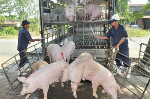 Giá heo hơi hôm nay 13/6: Khi giá heo trong nước về 80.000 đồng/kg thì doanh nghiệp sẽ không nhập khẩu heo Thái Lan