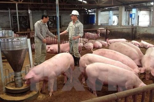 Cuối tuần, giá lợn hơi giảm mạnh trước tin sắp nhập lợn Thái Lan