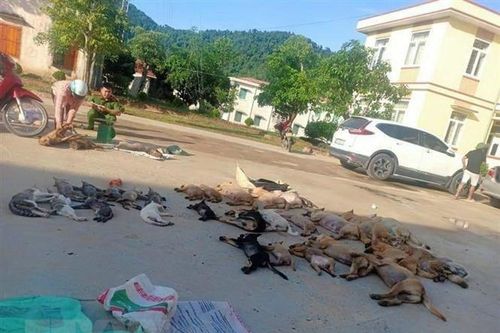 Thanh Hóa: Phát hiện đôi nam nữ trộm hơn 2 tạ chó, mèo trong một đêm