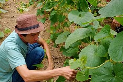Si Ma Cai: Trồng thử nghiệm dưa kim hoàng hậu trong nhà lưới