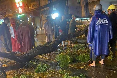 Thành phố Hồ Chí Minh: Cành cây gãy trong mưa làm 1 người chết, 2 người bị thương