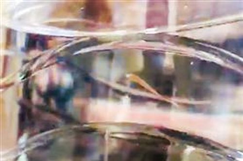 Nước giếng có sinh vật lạ ở thị trấn Cửa Tùng