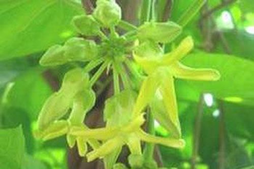 Thảo dược giúp giải nhiệt mùa hè