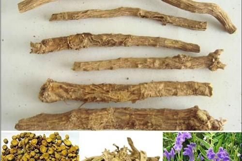 Đạt nguyên ẩm - bài thuốc trị ôn dịch và sốt rét
