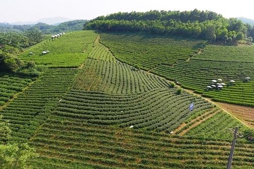 Thái Nguyên khẳng định vị thế 'Đệ nhất danh chè'