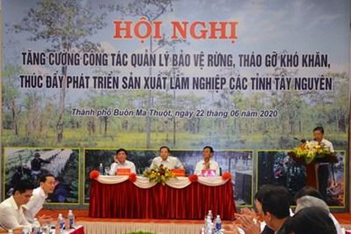 Tình trạng phá rừng ở các tỉnh khu vực Tây Nguyên vẫn diễn biến phức tạp