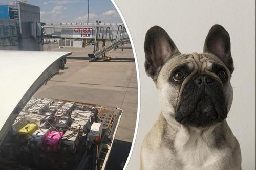 Canada rúng động vụ 500 chú chó bull bị nhồi nhét trong máy bay