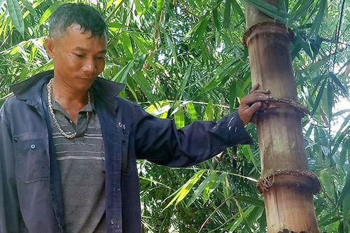 Người nông dân trồng tre lấy măng