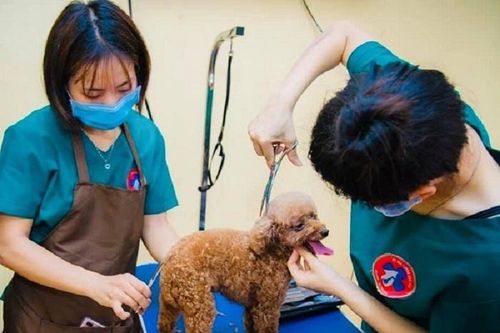 Mục sở thị Bệnh viện dành cho thú cưng lớn nhất Việt Nam
