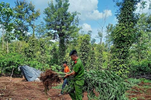 Trồng xen canh hơn 1ha cần sa cho gà ăn?