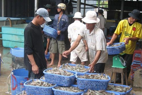 Xuất khẩu tôm sang Mỹ và Trung Quốc tăng trưởng khả quan