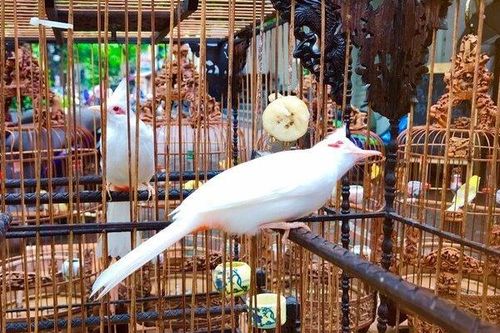 Choáng với đàn chim quý tộc giá 10 tỷ: Ở phòng điều hòa, có 'bảo mẫu' riêng chăm sóc