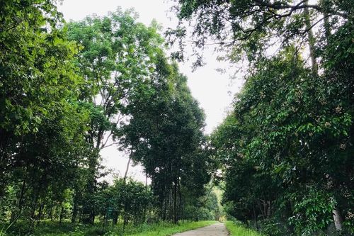 Phát triển khoa học công nghệ trong lâm nghiệp
