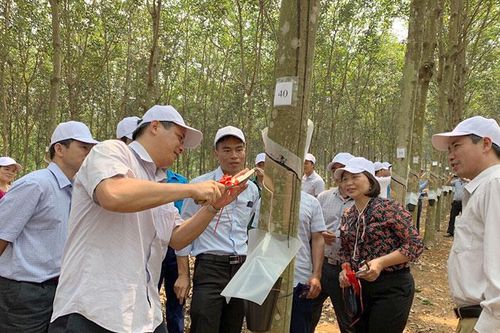 Gỡ vướng trong cấp giấy CNQSDÐ trồng cao su