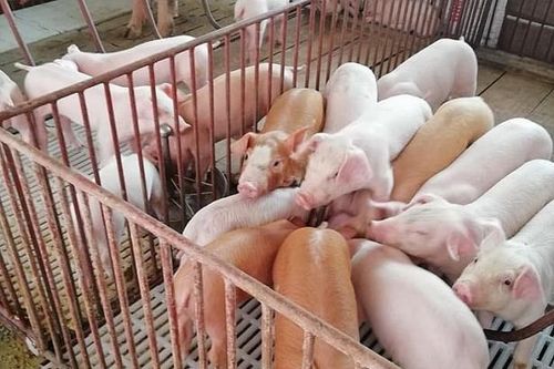 Giá lợn hơi hôm nay 27/6: 2 miền Bắc - Nam đồng loạt tăng