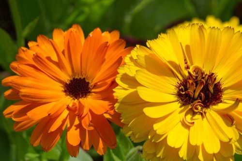 7 loài cây vừa rực rỡ vừa chống được sâu bệnh nên trồng trong vườn
