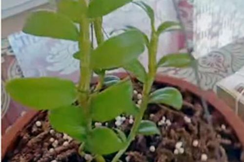 Dân chơi Hưng Yên lên tiếng, 3 mầm lan Bạch tuyết bán 2,2 tỷ đồng