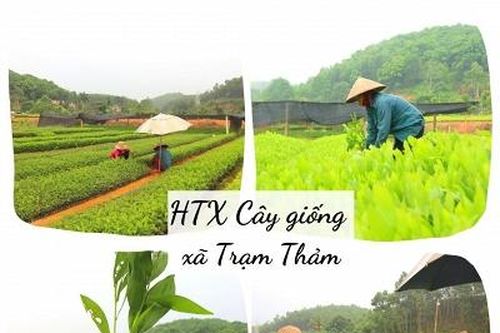 Giải quyết việc làm cho phụ nữ nông thôn từ mô hình kinh tế Hợp tác xã