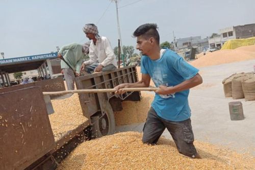 Trường đóng cửa vì dịch, giáo viên Ấn Độ làm bốc vác kiếm sống