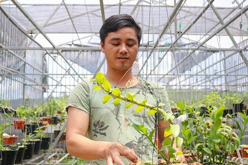 Sở hữu hàng nghìn giò lan quý các loại