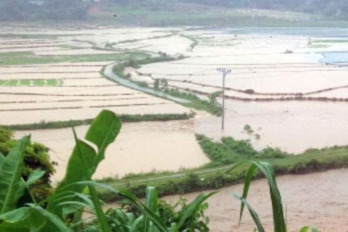 Bát Xát: Hơn chục ha hoa màu bị thiệt hại do mưa lũ