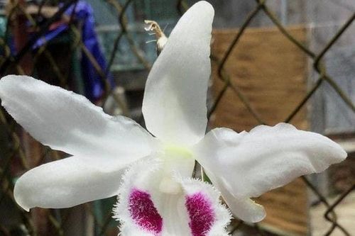 Đại gia chi 15 tỷ đồng mua một mầm lan đột biến