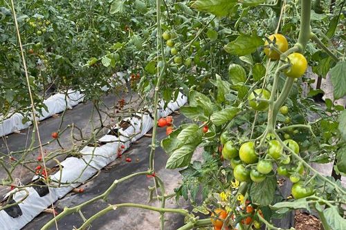 Phiên chợ Tuần nông sản an toàn thực phẩm 2020: Bộ NN&PTNT trao giải thưởng cho sản phẩm cà chua cherry Langbiang