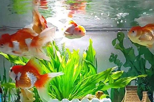 Đặt bể cá trên bàn làm việc phải tuyệt đối ghi nhớ những điều này