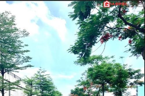Cảnh quan Hà Nội thay đổi thế nào sau 4 năm trồng cây phủ xanh đô thị?