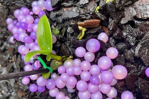 Chi 1,5 tỷ mua 'Bướm đại ngàn', 3 năm sau thu 15 tỷ nhờ bán mầm lan bằng đốt ngón tay