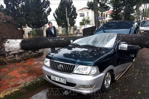 Mưa lớn kèm gió giật, cây đổ đè bẹp xe ô tô đậu bên đường