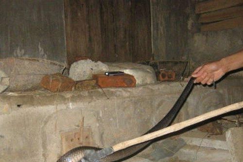 Mẹo đuổi rắn khổng lồ bò vào nhà trong những ngày hè đổ lửa