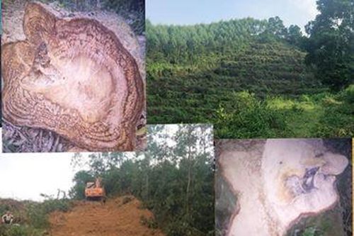Rừng phòng hộ ở Phúc Yên 'chảy máu'