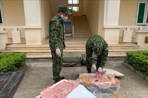 Liên tiếp thu giữ nhiều gà giống và nầm lợn nhập lậu