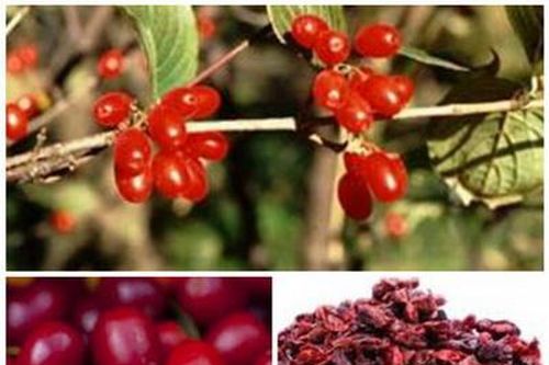 3 bài thuốc trị hiếm muộn do dương hư