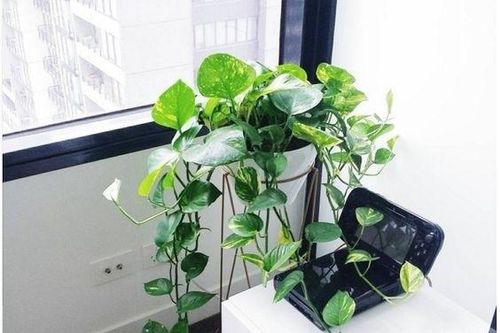 Top những loại cây 'nhỏ mà có võ' trồng vừa đẹp lại vừa hút sạch chất độc trong không khí
