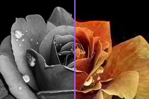 Cách biến ảnh đen trắng thành ảnh màu không cần Photoshop