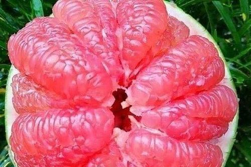 Mạnh tay chi tiền mua giống bưởi hồng như ngọc ruby về ăn thử