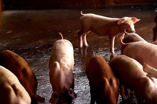 Bạc Liêu xuất hiện 2 ổ dịch tả lợn Châu Phi