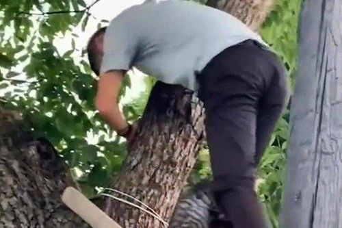 Clip: Phì cười với chú mèo đáng yêu nhất thế giới sợ độ cao, liên tục 'than khóc' cầu cứu chủ nhân