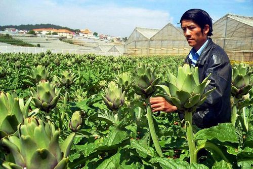 'Cú huých' cho chuỗi liên kết atiso