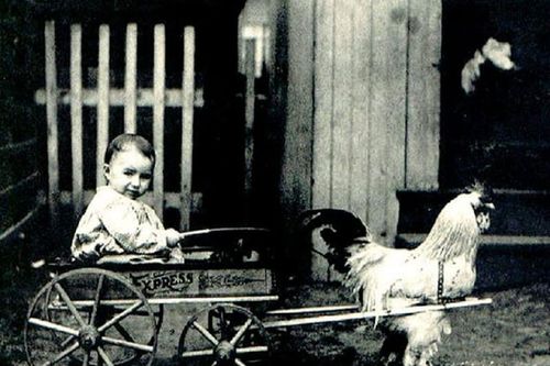 Hài hước người xưa dùng động vật làm trò vui