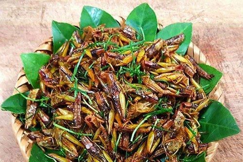 Nông dân thu tiền triệu nhờ đặc sản 'tôm bay', dân thành phố lùng mua cũng không có