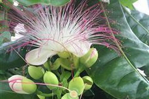 Cồn Cỏ sớm mai